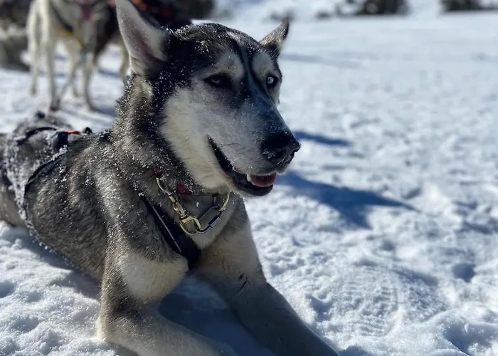 Maison Avec Jardin Aux Cabannes - Ariege 別荘